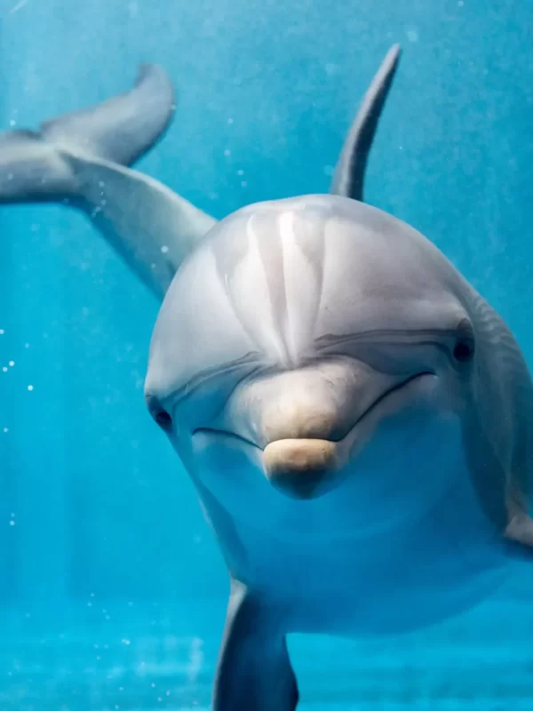 Delfino che nuota sott'acqua guardando verso la fotocamera.